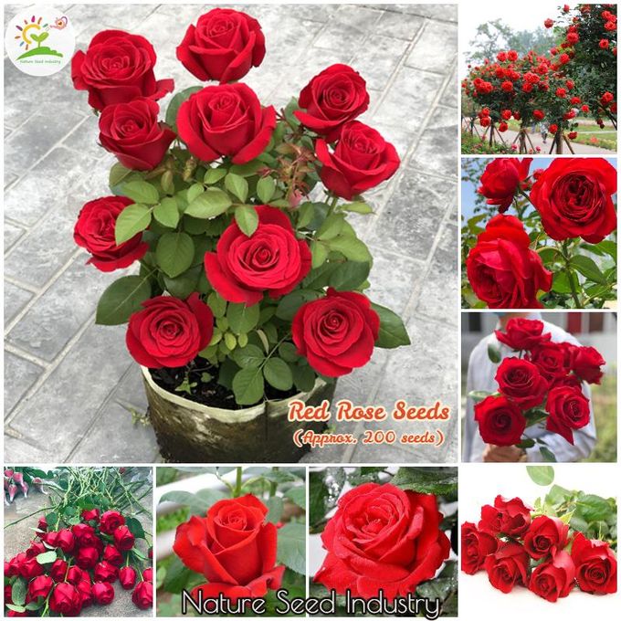🌹 Elegant Climbing Rose Flower Seeds – Let Nature’s Art Bloom in Your Home 🌿 🔥BUY 1 GET 1 FREE🔥