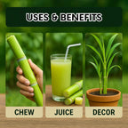 Green-Skinned Mini Sugarcane Seeds