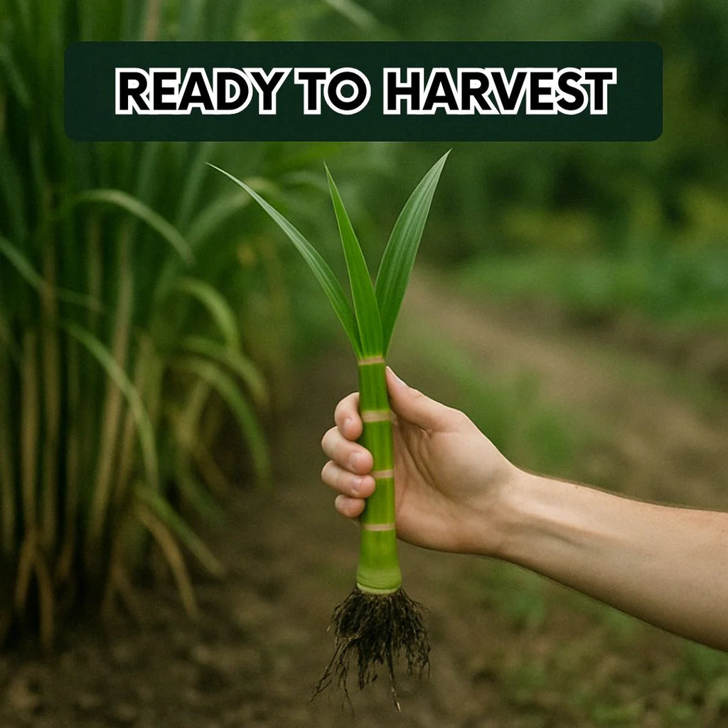 Green-Skinned Mini Sugarcane Seeds