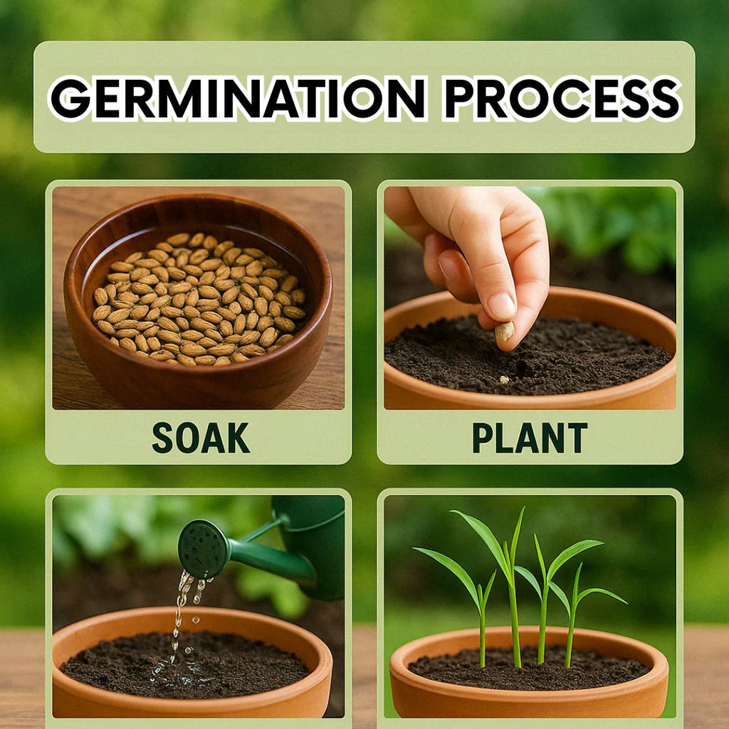 Green-Skinned Mini Sugarcane Seeds