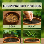 Green-Skinned Mini Sugarcane Seeds