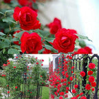 🌹 Elegant Climbing Rose Flower Seeds – Let Nature’s Art Bloom in Your Home 🌿 🔥BUY 1 GET 1 FREE🔥