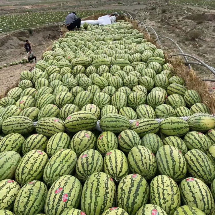 Potted small watermelon seeds