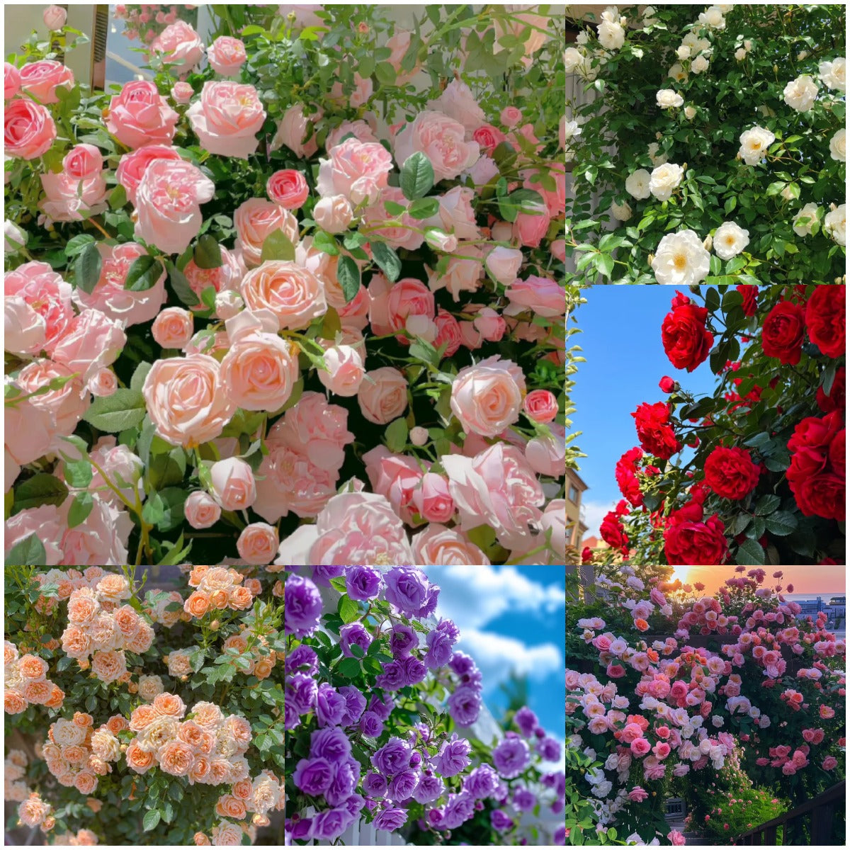 🌹 Elegant Climbing Rose Flower Seeds – Let Nature’s Art Bloom in Your Home 🌿 🔥BUY 1 GET 1 FREE🔥