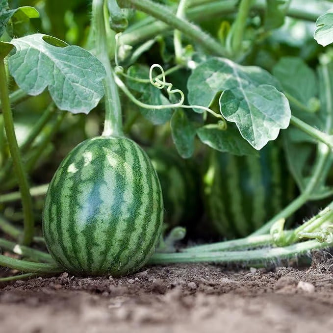Potted small watermelon seeds